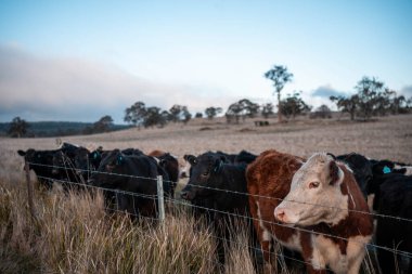 İngiltere 'de bir çiftlikte sığır eti. Baharda çayırda otlayan İngiliz sığırları. Sürdürülebilir bir tarım çiftliğinin otlağında büyüyen yeşil çimenler