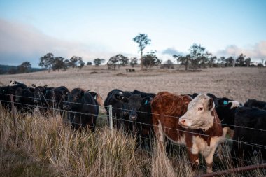 İngiltere 'de bir çiftlikte sığır eti. Baharda çayırda otlayan İngiliz sığırları. Sürdürülebilir bir tarım çiftliğinin otlağında büyüyen yeşil çimenler