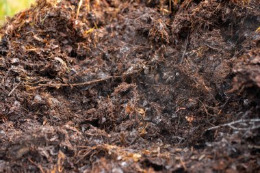 Avustralya 'da gübre yığınları, Tazmanya Avustralya' da dönen organik termofilik gübre. 