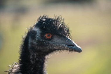 Avusturalya 'da bir emu kuşuna yaklaş.