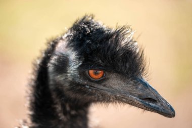 Avusturalya 'da bir emu kuşuna yaklaş.