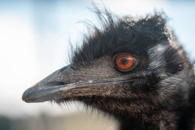 Avusturalya 'da bir emu kuşuna yaklaş.