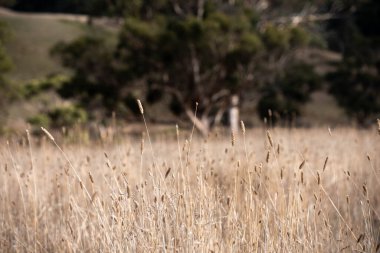 Avustralya 'da bir tarlada uzun otlak tohumu