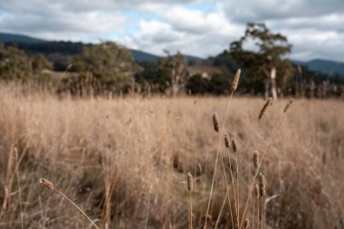 Avustralya 'da bir tarlada uzun otlak tohumu