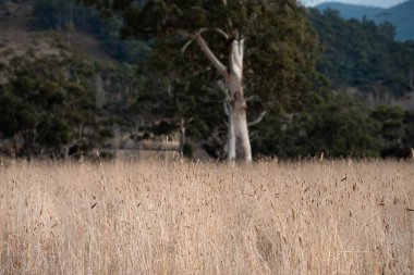 Avustralya 'da bir tarlada uzun otlak tohumu
