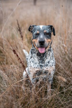 Avusturalyalı kelpie köpeği otlakta ineklerle 