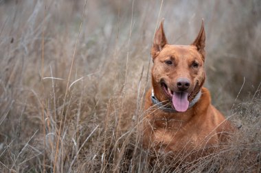 Avusturalyalı kelpie köpeği otlakta ineklerle 