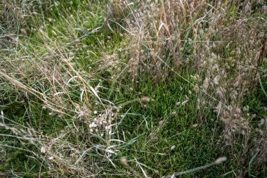 Avustralya 'da bir tarlada uzun otlak tohumu