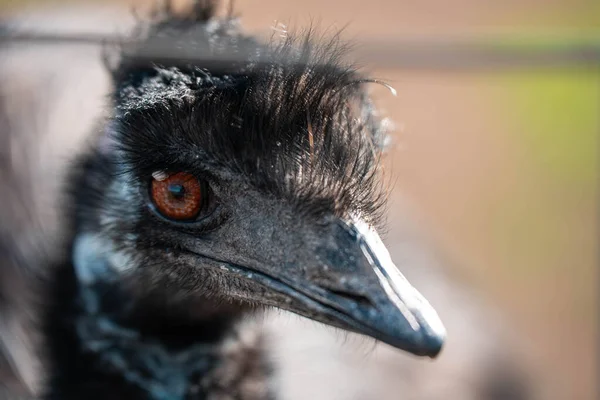 Avusturalya 'da bir emu kuşuna yaklaş.