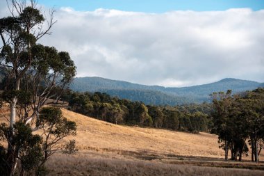 Avustralya ormanlarındaki güzel sakız ağaçları ve çalılar. Gumtrees ve Avustralya 'da yetişen yerel bitkiler