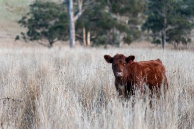 Avustralya ormanlarındaki güzel sakız ağaçları ve çalılar. Gumtrees ve Avustralya 'da yetişen yerel bitkiler