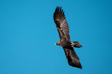 Avustralya 'nın vahşi doğasında bir sakız ağacındaki yuvada uçan gerdankuyruklu kartal.