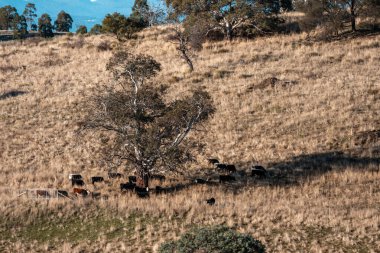 Yeni Zelanda 'da sürdürülebilir güzel bir tarım çiftliğinde, çayırlarda otlayan ve bir ağacın altında dinlenen gri inekler, öküzler, öküzler ve boğalar.