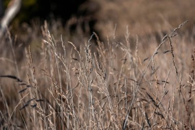 Yeni Zelanda 'da sürdürülebilir güzel bir tarım çiftliğinde, çayırlarda otlayan ve bir ağacın altında dinlenen uzun, tohum başları ve kır inekleri, öküzler, öküzler ve boğa sürüsü olan uzun otlar.