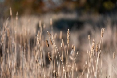 Yeni Zelanda 'da sürdürülebilir güzel bir tarım çiftliğinde, çayırlarda otlayan ve bir ağacın altında dinlenen uzun, tohum başları ve kır inekleri, öküzler, öküzler ve boğa sürüsü olan uzun otlar.