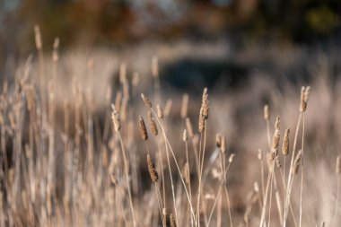 Yeni Zelanda 'da sürdürülebilir güzel bir tarım çiftliğinde, çayırlarda otlayan ve bir ağacın altında dinlenen uzun, tohum başları ve kır inekleri, öküzler, öküzler ve boğa sürüsü olan uzun otlar.