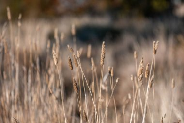 Yeni Zelanda 'da sürdürülebilir güzel bir tarım çiftliğinde, çayırlarda otlayan ve bir ağacın altında dinlenen uzun, tohum başları ve kır inekleri, öküzler, öküzler ve boğa sürüsü olan uzun otlar.