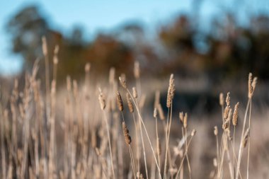 Yeni Zelanda 'da sürdürülebilir güzel bir tarım çiftliğinde, çayırlarda otlayan ve bir ağacın altında dinlenen uzun, tohum başları ve kır inekleri, öküzler, öküzler ve boğa sürüsü olan uzun otlar.