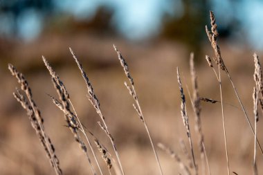 Yeni Zelanda 'da sürdürülebilir güzel bir tarım çiftliğinde, çayırlarda otlayan ve bir ağacın altında dinlenen uzun, tohum başları ve kır inekleri, öküzler, öküzler ve boğa sürüsü olan uzun otlar.