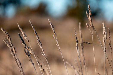 Yeni Zelanda 'da sürdürülebilir güzel bir tarım çiftliğinde, çayırlarda otlayan ve bir ağacın altında dinlenen uzun, tohum başları ve kır inekleri, öküzler, öküzler ve boğa sürüsü olan uzun otlar.