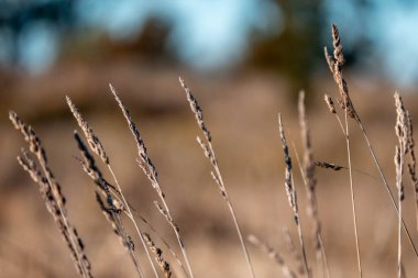 Yeni Zelanda 'da sürdürülebilir güzel bir tarım çiftliğinde, çayırlarda otlayan ve bir ağacın altında dinlenen uzun, tohum başları ve kır inekleri, öküzler, öküzler ve boğa sürüsü olan uzun otlar.