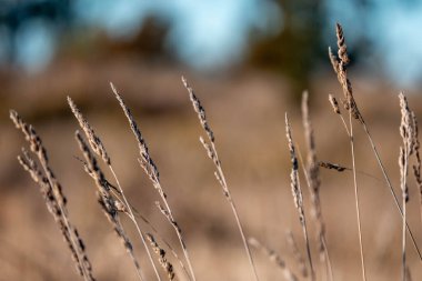 Yeni Zelanda 'da sürdürülebilir güzel bir tarım çiftliğinde, çayırlarda otlayan ve bir ağacın altında dinlenen uzun, tohum başları ve kır inekleri, öküzler, öküzler ve boğa sürüsü olan uzun otlar.