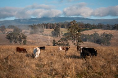 Avustralya 'daki güzel sığırlar ot yer, otlakta otlarlar. Tarımsal bir çiftlikte yetiştirilen sığır sürüsü. Sürdürülebilir tarım ürünleri. Tarlada inek 