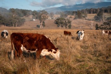 Avustralya 'daki güzel sığırlar ot yer, otlakta otlarlar. Tarımsal bir çiftlikte yetiştirilen sığır sürüsü. Sürdürülebilir tarım ürünleri. Tarlada inek 