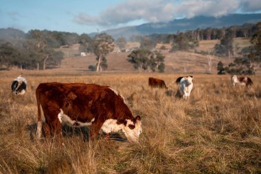 Avustralya 'daki güzel sığırlar ot yer, otlakta otlarlar. Tarımsal bir çiftlikte yetiştirilen sığır sürüsü. Sürdürülebilir tarım ürünleri. Tarlada inek 