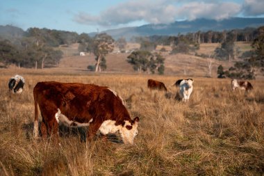 Avustralya 'daki güzel sığırlar ot yer, otlakta otlarlar. Tarımsal bir çiftlikte yetiştirilen sığır sürüsü. Sürdürülebilir tarım ürünleri. Tarlada inek 