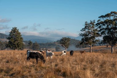 Avustralya 'daki güzel sığırlar ot yer, otlakta otlarlar. Tarımsal bir çiftlikte yetiştirilen sığır sürüsü. Sürdürülebilir tarım ürünleri. Tarlada inek 