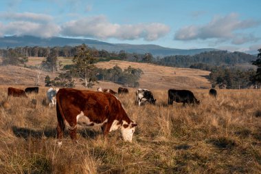 Avustralya 'daki güzel sığırlar ot yer, otlakta otlarlar. Tarımsal bir çiftlikte yetiştirilen sığır sürüsü. Sürdürülebilir tarım ürünleri. Tarlada inek 