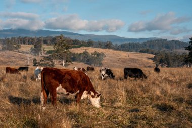 Avustralya 'daki güzel sığırlar ot yer, otlakta otlarlar. Tarımsal bir çiftlikte yetiştirilen sığır sürüsü. Sürdürülebilir tarım ürünleri. Tarlada inek 