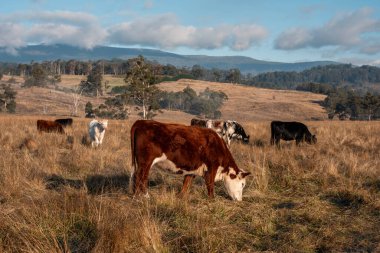 Avustralya 'daki güzel sığırlar ot yer, otlakta otlarlar. Tarımsal bir çiftlikte yetiştirilen sığır sürüsü. Sürdürülebilir tarım ürünleri. Tarlada inek 