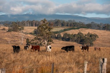 Avustralya 'daki güzel sığırlar ot yer, otlakta otlarlar. Tarımsal bir çiftlikte yetiştirilen sığır sürüsü. Sürdürülebilir tarım ürünleri. Tarlada inek 
