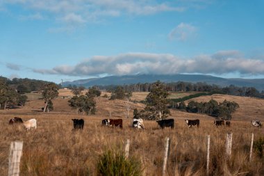 Avustralya 'daki güzel sığırlar ot yer, otlakta otlarlar. Tarımsal bir çiftlikte yetiştirilen sığır sürüsü. Sürdürülebilir tarım ürünleri. Tarlada inek 