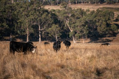 Avustralya 'daki güzel sığırlar ot yer, otlakta otlarlar. Tarımsal bir çiftlikte yetiştirilen sığır sürüsü. Sürdürülebilir tarım ürünleri. Tarlada inek 