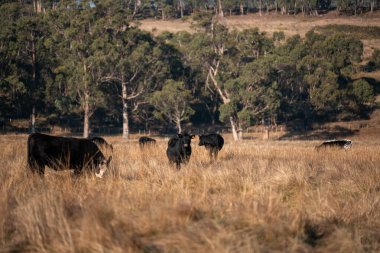 Avustralya 'daki güzel sığırlar ot yer, otlakta otlarlar. Tarımsal bir çiftlikte yetiştirilen sığır sürüsü. Sürdürülebilir tarım ürünleri. Tarlada inek 