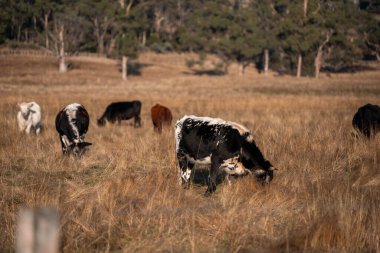 Avustralya 'daki güzel sığırlar ot yer, otlakta otlarlar. Tarımsal bir çiftlikte yetiştirilen sığır sürüsü. Sürdürülebilir tarım ürünleri. Tarlada inek 