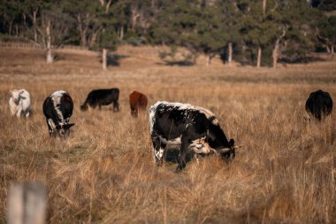 Avustralya 'daki güzel sığırlar ot yer, otlakta otlarlar. Tarımsal bir çiftlikte yetiştirilen sığır sürüsü. Sürdürülebilir tarım ürünleri. Tarlada inek 