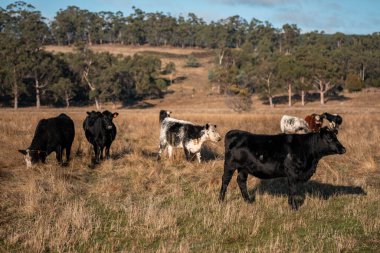Avustralya 'daki bir tarlada otlayan sürdürülebilir sığır eti boğaları, inekler ve buzağılar. Sürü türleri arasında benek parkı, Murray Grey, Angus, brangus ve wagyu bahar aylarında uzun otlaklarda bulunur. 