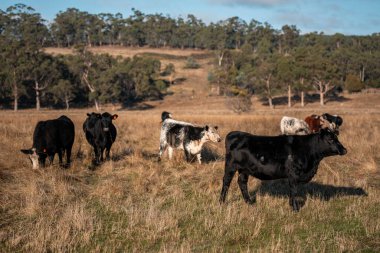Avustralya 'daki bir tarlada otlayan sürdürülebilir sığır eti boğaları, inekler ve buzağılar. Sürü türleri arasında benek parkı, Murray Grey, Angus, brangus ve wagyu bahar aylarında uzun otlaklarda bulunur. 