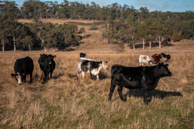 Avustralya 'daki bir tarlada otlayan sürdürülebilir sığır eti boğaları, inekler ve buzağılar. Sürü türleri arasında benek parkı, Murray Grey, Angus, brangus ve wagyu bahar aylarında uzun otlaklarda bulunur. 