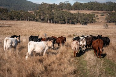 Avustralya 'daki bir tarlada otlayan sürdürülebilir sığır eti boğaları, inekler ve buzağılar. Sürü türleri arasında benek parkı, Murray Grey, Angus, brangus ve wagyu bahar aylarında uzun otlaklarda bulunur. 