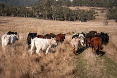 Avustralya 'daki bir tarlada otlayan sürdürülebilir sığır eti boğaları, inekler ve buzağılar. Sürü türleri arasında benek parkı, Murray Grey, Angus, brangus ve wagyu bahar aylarında uzun otlaklarda bulunur. 