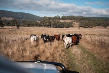 Avustralya 'daki bir tarlada otlayan sürdürülebilir sığır eti boğaları, inekler ve buzağılar. Sürü türleri arasında benek parkı, Murray Grey, Angus, brangus ve wagyu bahar aylarında uzun otlaklarda bulunur. 