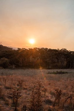 Su çiftliği barajı. Güzel sakızlar. Avustralya ormanlarındaki ağaçlar ve çalılar. Gumtrees ve Avustralya 'da yetişen yerel bitkiler 