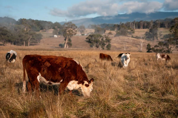 Avustralya 'daki güzel sığırlar ot yer, otlakta otlarlar. Tarımsal bir çiftlikte yetiştirilen sığır sürüsü. Sürdürülebilir tarım ürünleri. Tarlada inek 