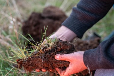 Yenileyici organik çiftçi, toprak örnekleri alıyor ve bir çiftlikteki bitkilere bakıyor. Sürdürülebilir tarım iyi bir çiftçi
