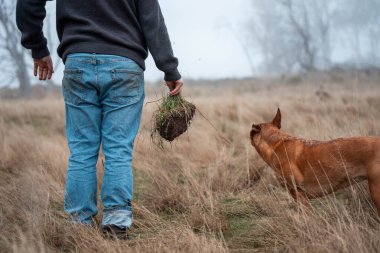 Yenileyici organik çiftçi, toprak örnekleri alıyor ve bir çiftlikteki bitkilere bakıyor. Sürdürülebilir tarım iyi bir çiftçi